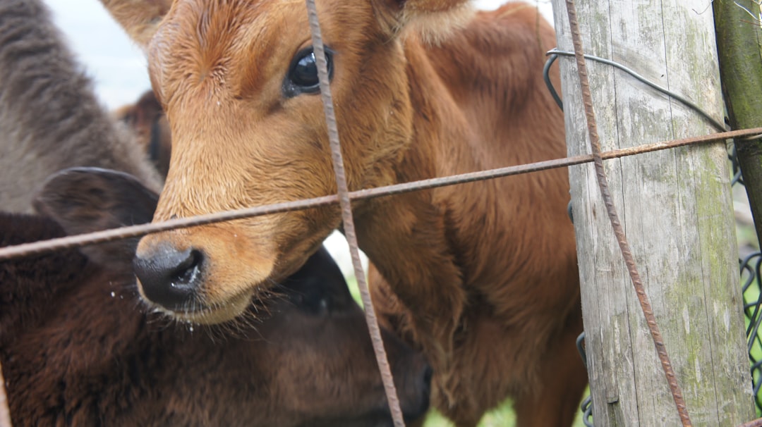 Photo Calf, Poetry