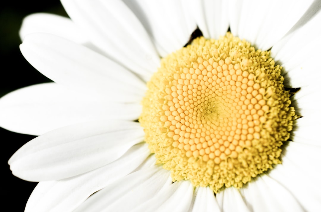 Drawing Delight: Capturing the Beauty of Daisies